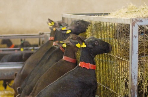 Situación actual del caprino de leche en España