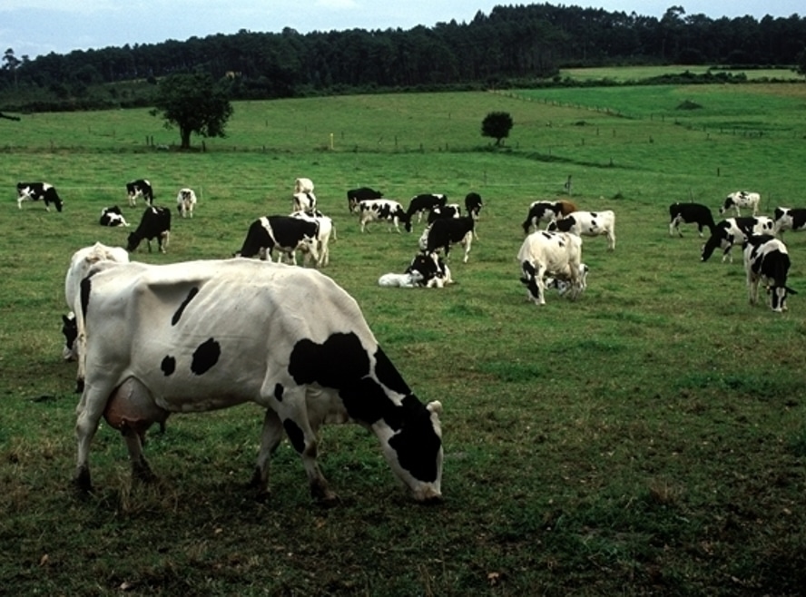 La INLAC aprueba el  contrato tipo homologado de suministro de leche cruda de vaca