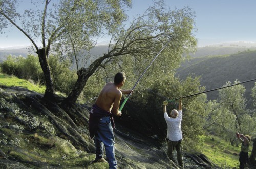 Más del 70% de la superficie mundial de olivar podría no ser rentable