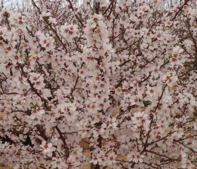 Comportamiento de las principales variedades de almendro en floración tardía