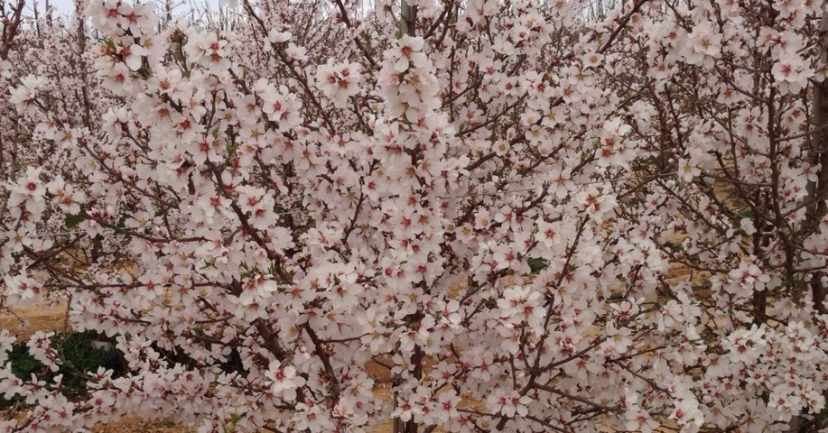 Comportamiento de las principales variedades de almendro en floración tardía