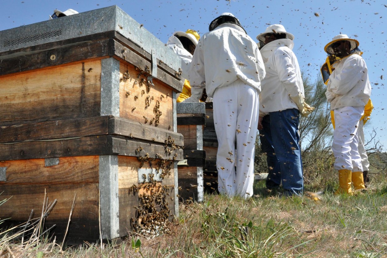 Agricultura convoca ayudas a la investigación en apicultura