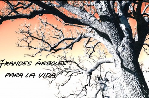 «enArbolar: grandes árboles para la vida»