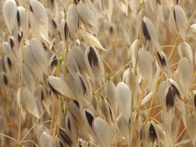 Nuevas variedades de cebada y trigo blando de ciclo corto, trigo duro y avena