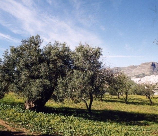Producción de casi 267.000 t de aceite de oliva en los dos primeros meses de campaña 2015/16