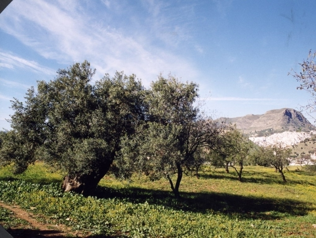 Producción de casi 267.000 t de aceite de oliva en los dos primeros meses de campaña 2015/16
