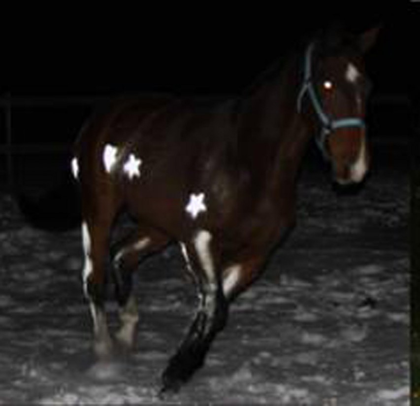 Eskubi presenta el spray reflectante Albedo 100 Horses&Pets