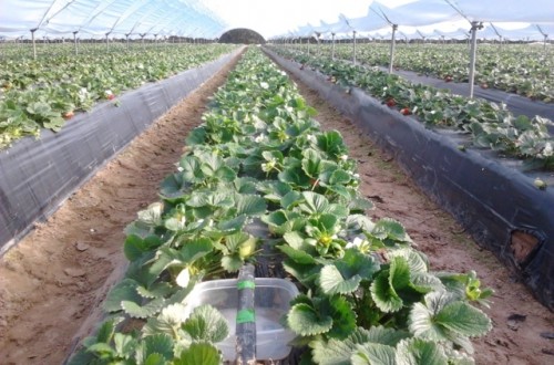 Ahorro de agua en el cultivo de la fresa sin comprometer la producción