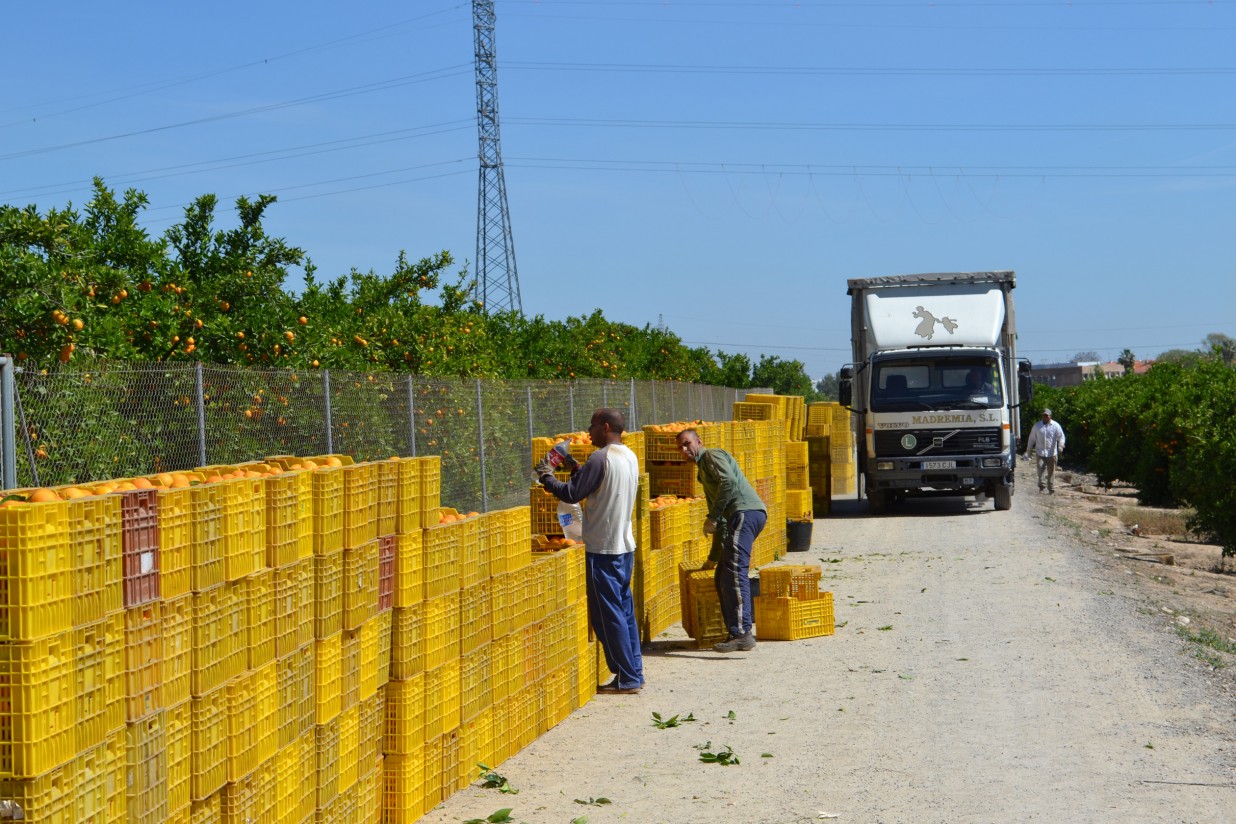 La falta de rentabilidad empuja a los agricultores valencianos a abandonar 3.136 ha de cítricos y 2.386 de viña