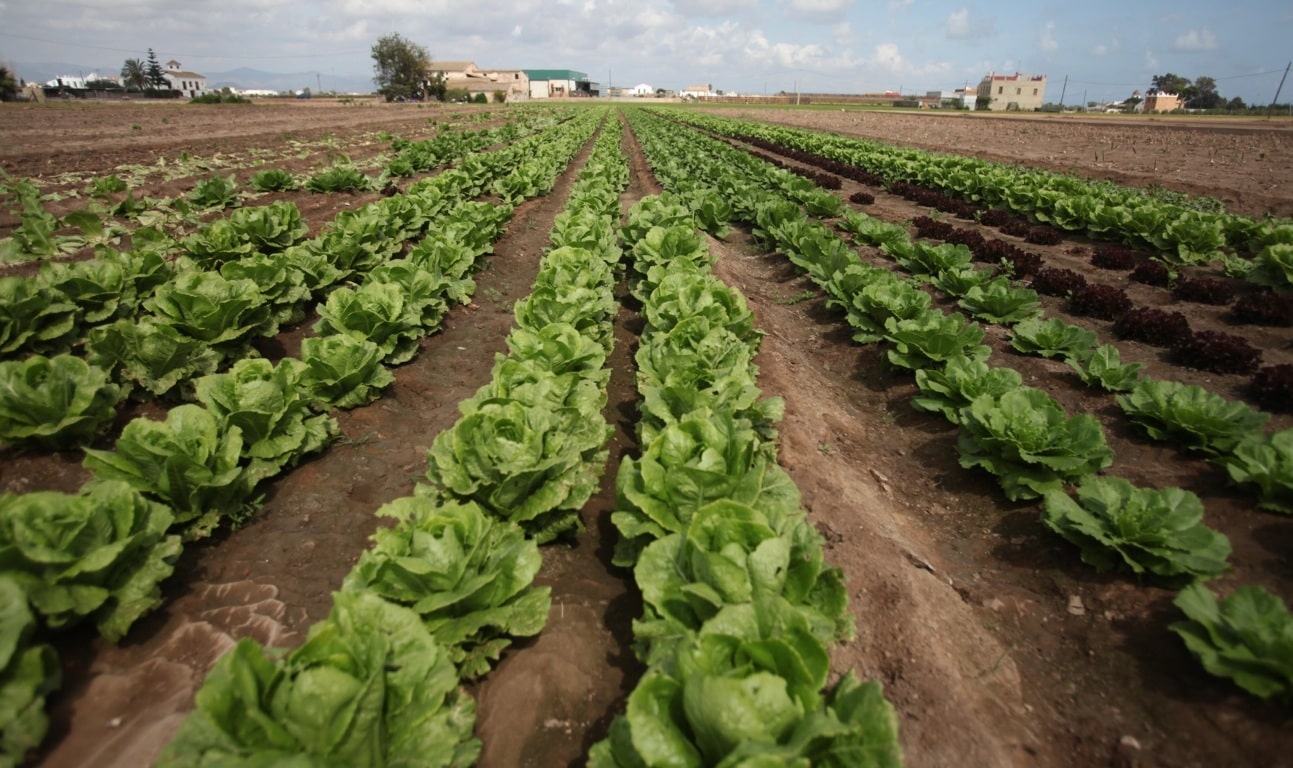 Plan del Consell para duplicar la producción agraria ecológica en la C.Valenciana