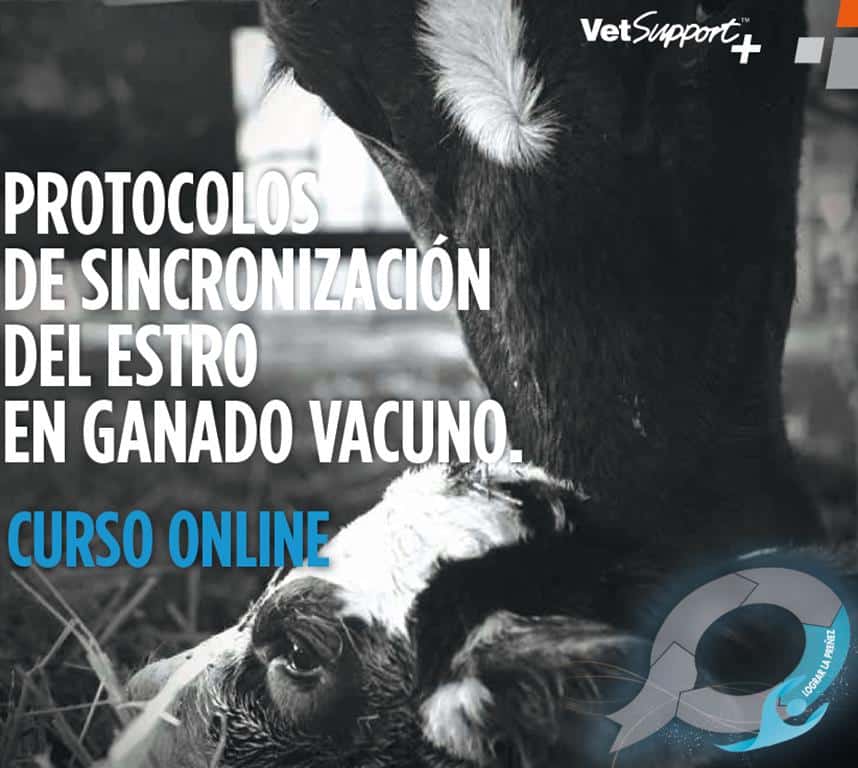 Curso VetSupport+ de formación en reproducción en ganado vacuno
