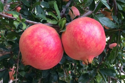 La «Granada Mollar de Elche» y la «Ternera de Aliste», nuevas DOP e IGP en la Unión Europea