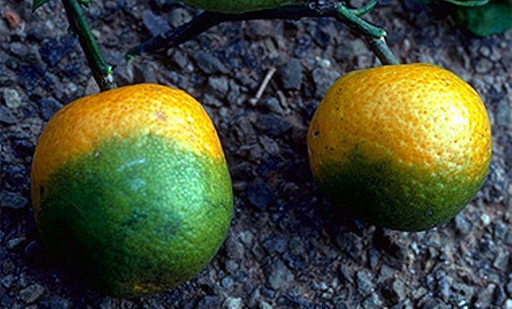 Plan nacional de control para evitar la plaga del «greening» en el sector citrícola