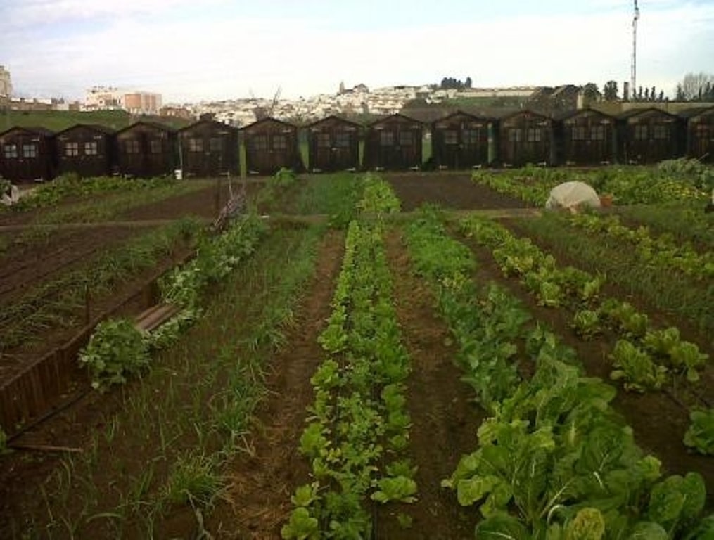 La agricultura ecológica creció un 6% y ocupó 1,66 Mha en España durante 2014