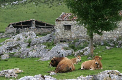 La UE invertirá 161 millones de euros para combatir enfermedades animales en 2016