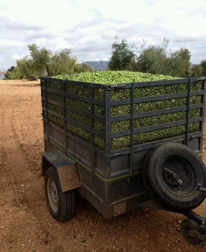 Las salidas de aceite de oliva al mercado en diciembre se elevaron a 118.300 toneladas