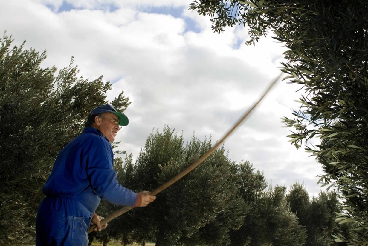 FITAG UGT: las grandes campañas agrarias en marcha apenas palían el paro en el sector