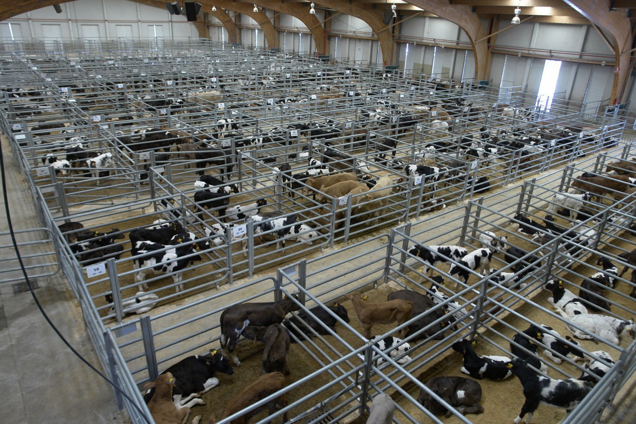 La Central Agropecuaria de Galicia aumenta un 4% la facturación en sus subastas de bovinos