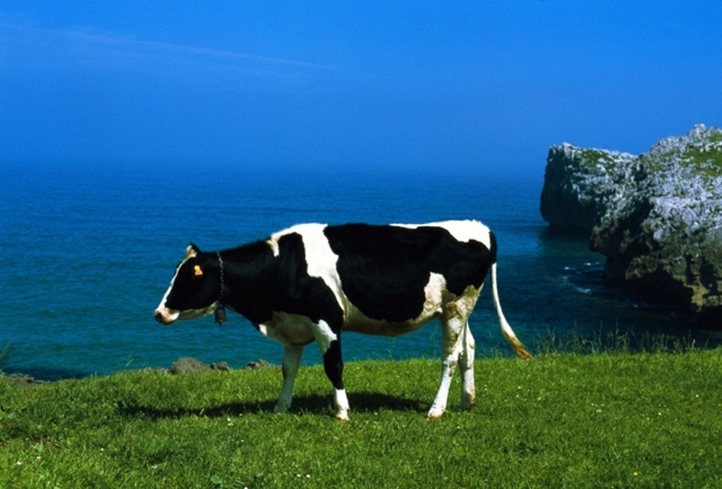 El BOE publica la homologación del contrato-tipo de suministro de leche cruda de vaca con codigo REGA