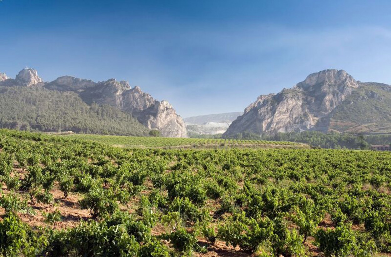 COAG rechaza el aumento del 0,6% de las plantaciones de viñedo propuesto por Agricultura