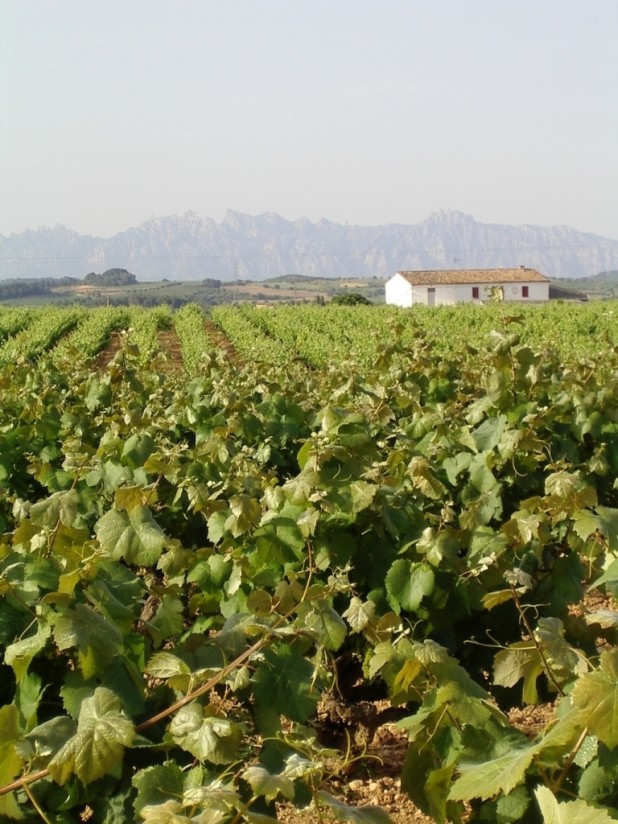 El Magrama decidirá sobre autorizar 5.752 ha de nuevas plantaciones de viñedo antes de final de mes
