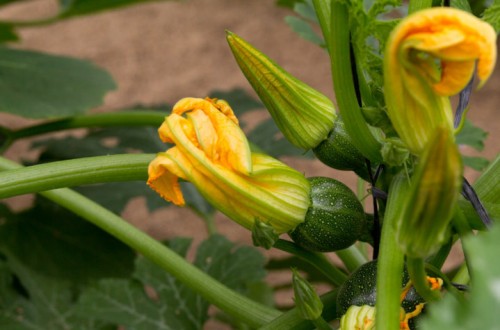 Tendencias varietales en la horticultura protegida