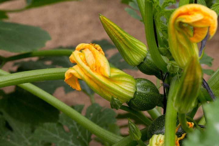 Tendencias varietales en la horticultura protegida