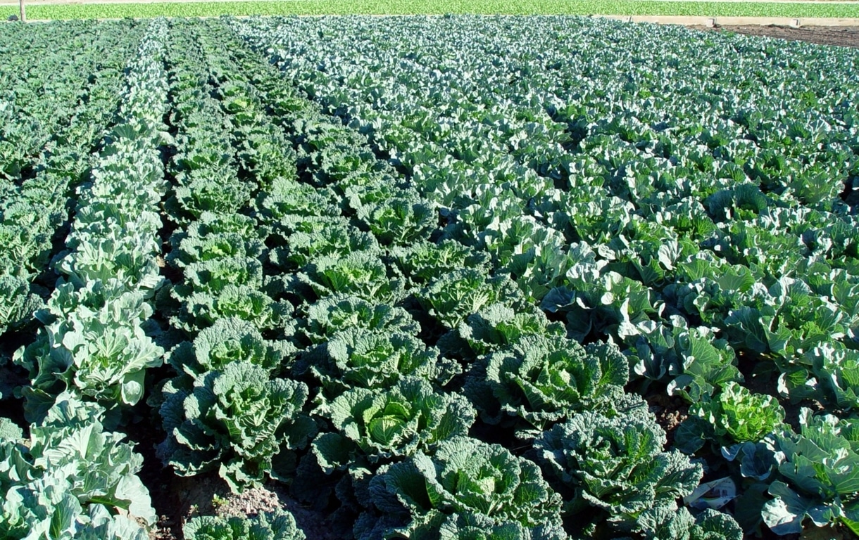 Medidas de gestión de crisis ante el exceso de oferta de lechuga, coliflor y bróculi de la Región de Murcia