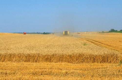 El índice de precios de los alimentos básicos de la FAO bajó en conjunto casi un 19% en 2015