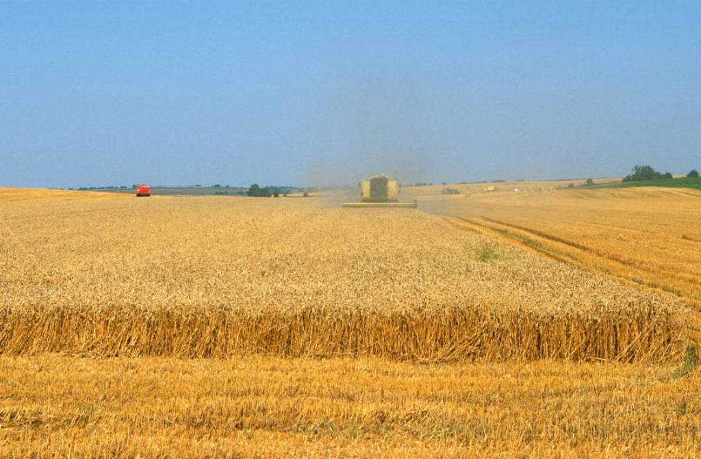 El índice de precios de los alimentos básicos de la FAO bajó en conjunto casi un 19% en 2015