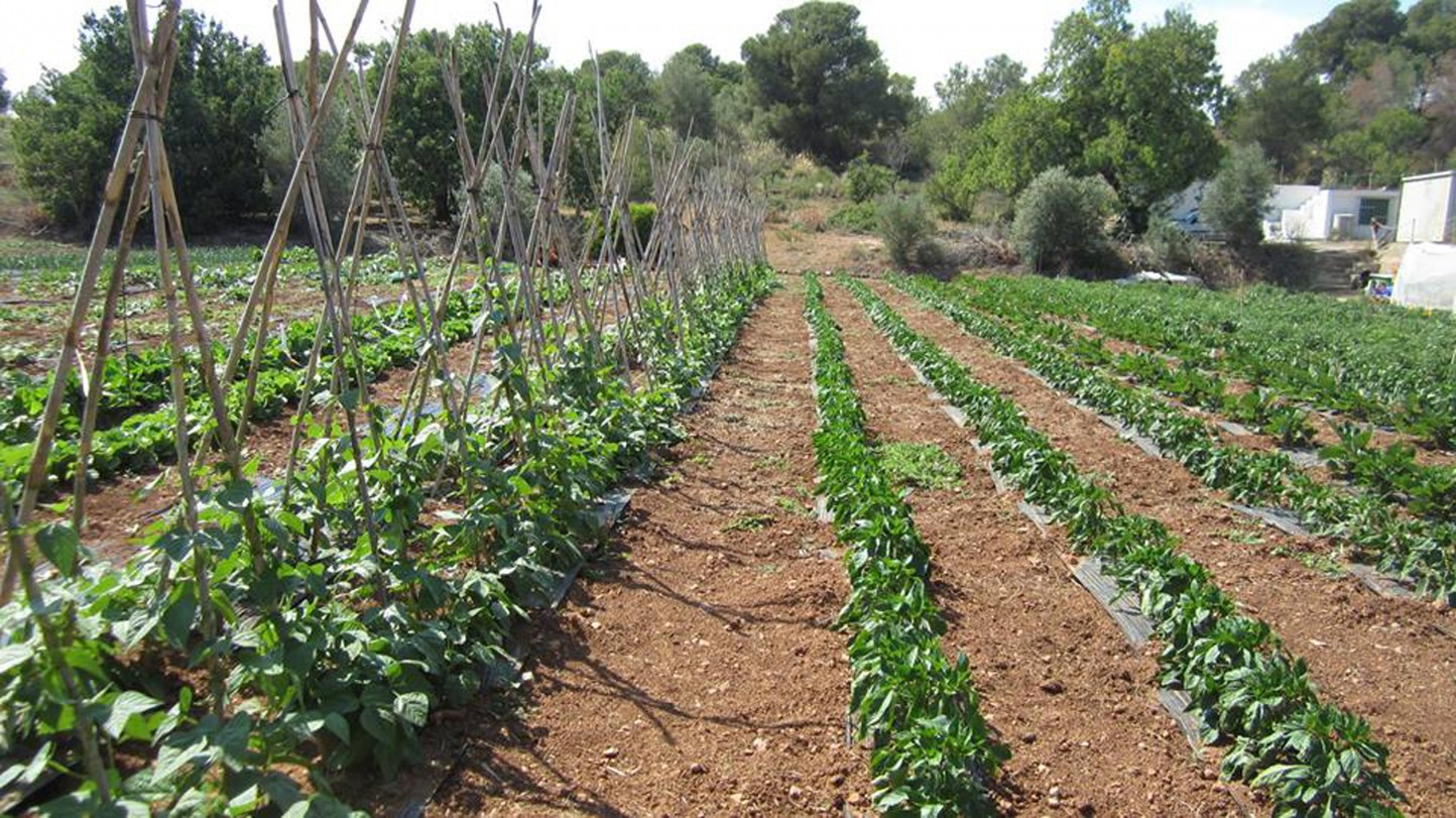 El número de operadores ecológicos crece en la Comunidad Valenciana un 8%