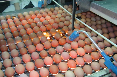 Estados Unidos aumenta un 7% sus previsiones de importación de huevos