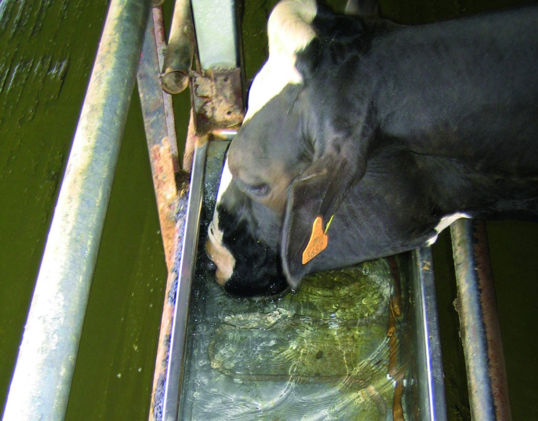 Uso del agua en ganadería