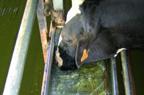 Uso del agua en ganadería