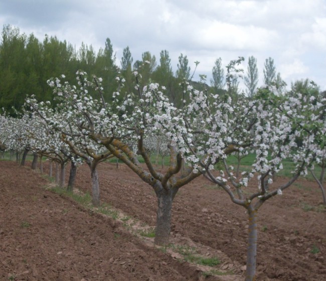 Bruselas confía en que Estados Unidos se abra este año a la exportación de manzanas y peras comunitarias