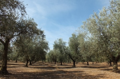 Conservación y uso de la biodiversidad en olivo