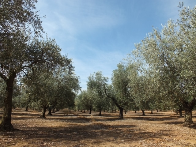 Conservación y uso de la biodiversidad en olivo