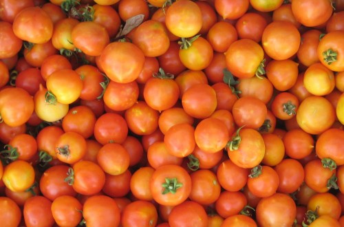 FEPEX pide medidas de salvaguardia a la importación de tomate marroquí