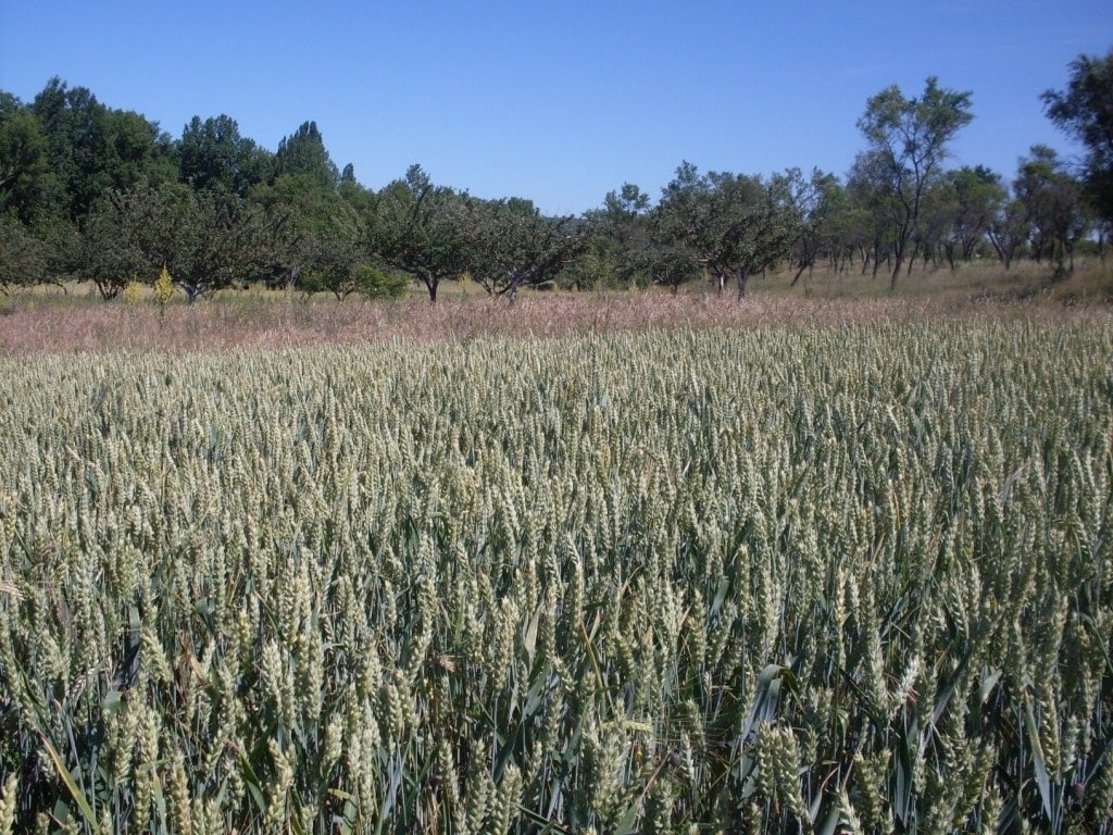 Los precios medios de las tierras repuntaron un 1,7% en 2014, tras dos años de caídas