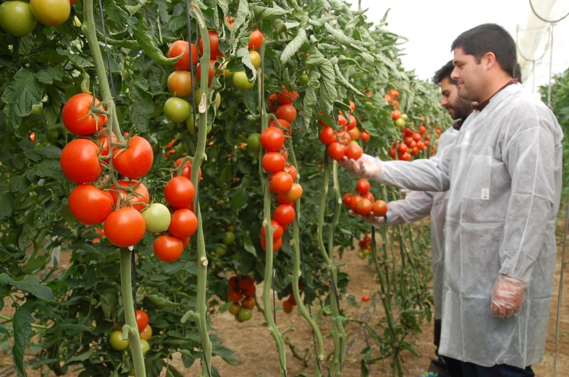 Semillas Fitó muestra su tomate ramo Ateneo en el campo