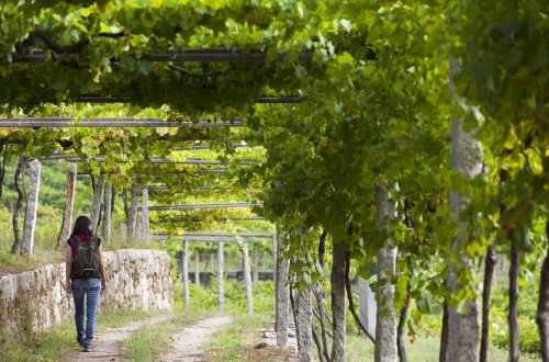Acevin: el gasto del enoturista es superior a la media del turista generalista