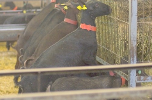 La producción de leche de oveja y de cabra se elevó a casi 860 millones de litros durante 2015