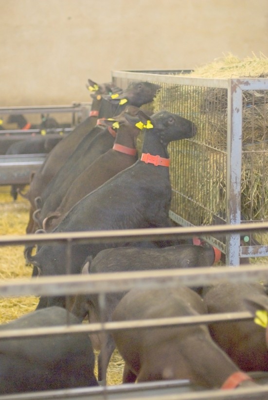 La producción de leche de oveja y de cabra se elevó a casi 860 millones de litros durante 2015