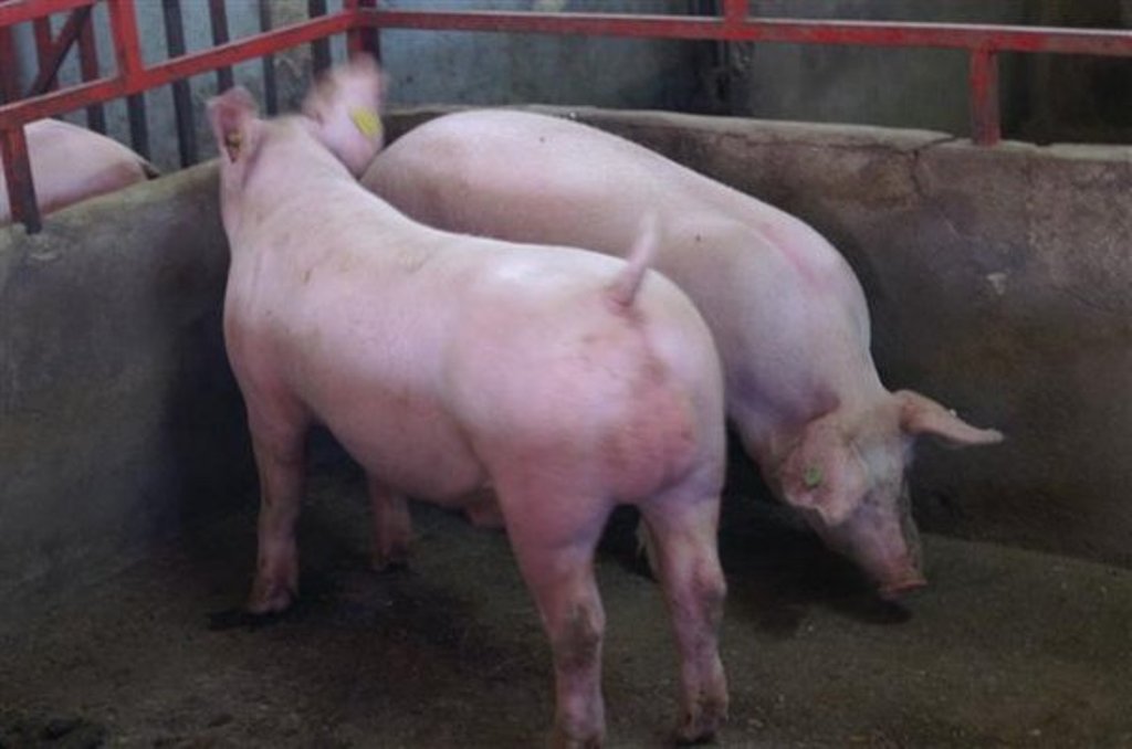 UPA demanda al Magrama medidas nacionales de apoyo para paliar la crisis de precios en el sector porcino
