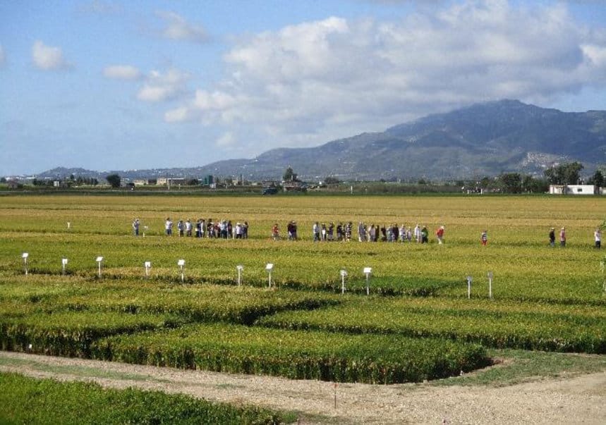 El IRTA organiza su XII Jornada técnica del arroz en Deltebre