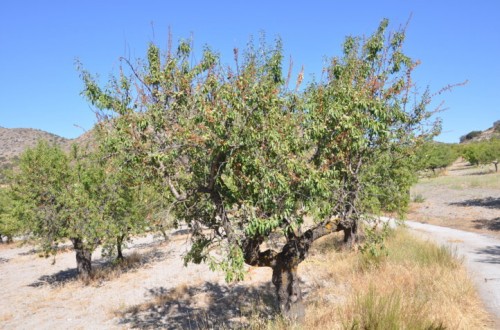 La moniliosis del almendro, susceptibilidad varietal en Andalucía