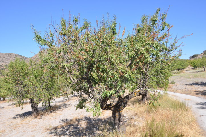 La moniliosis del almendro, susceptibilidad varietal en Andalucía