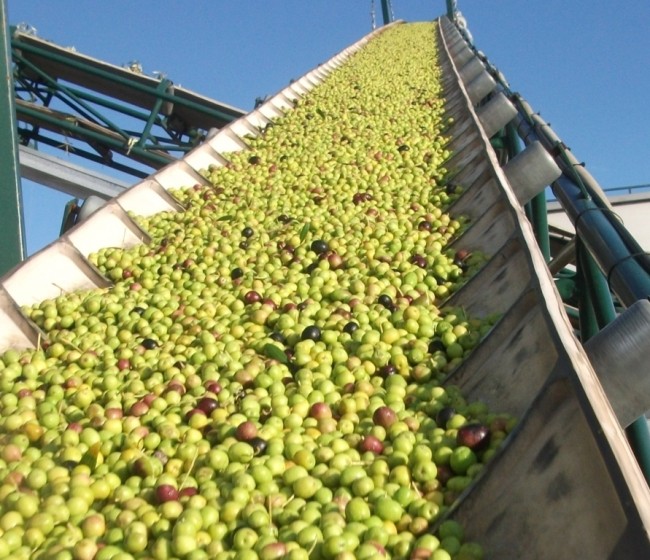 La producción española de aceite de oliva alcanzaba ya 1,23 Mt a finales de enero