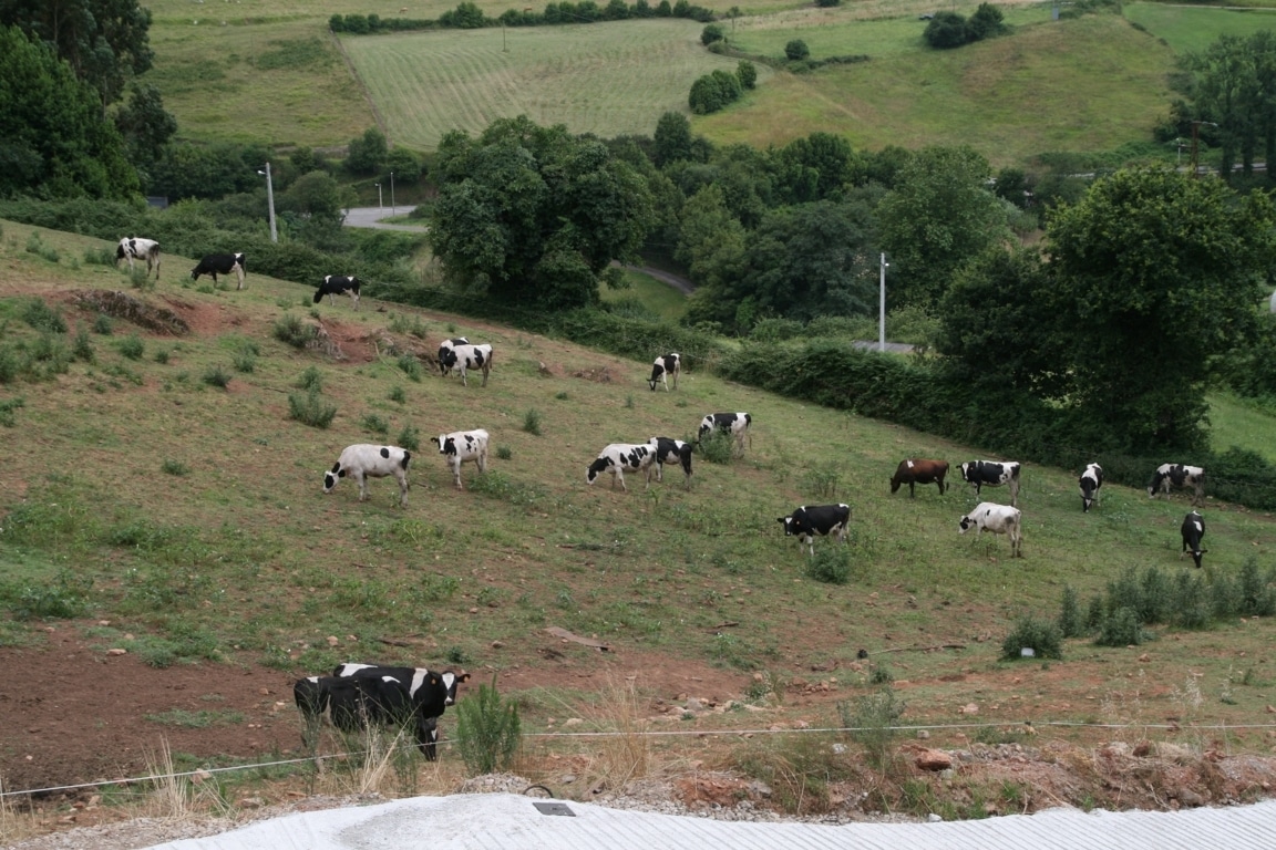 El FEGA establece las ayudas asociadas para las explotaciones de vacuno de leche. Campaña 2015/16