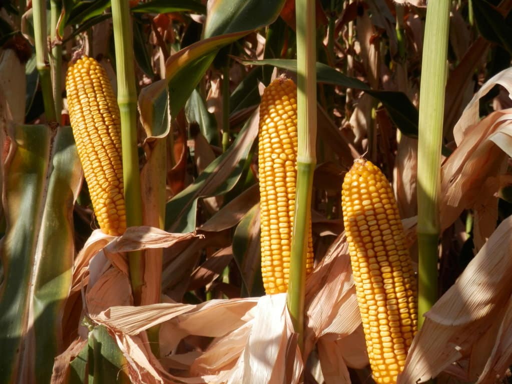 Fitó presenta en ExpoAgro sus variedades de maíz Hatay y Temuco